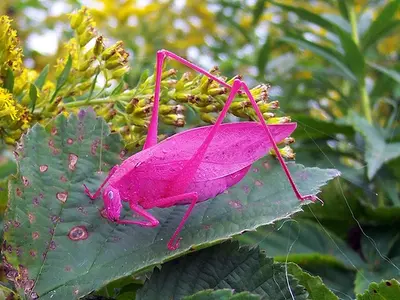 Katydid.webp