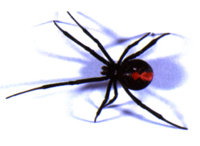 red-back-spider.jpg
