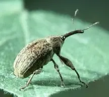 boll_weevil.webp