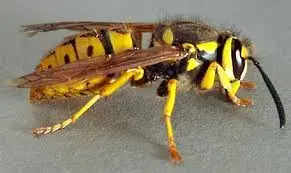 Yellow Jacket.webp